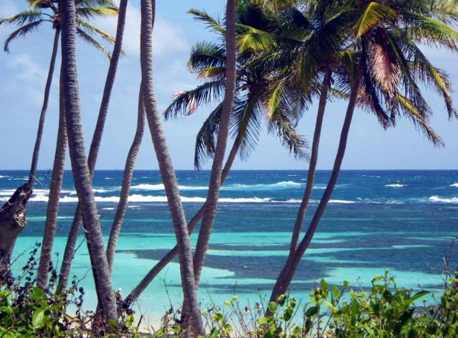 Hamo Tropical Piscine Proche Plage Appartement Sainte-Anne Buitenkant foto